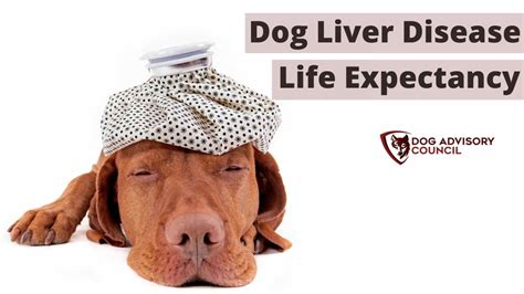 Dog Liver Disease Life Expectancy What You Should Know Dog