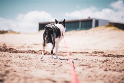 Brown Dog Looking Back · Free Stock Photo