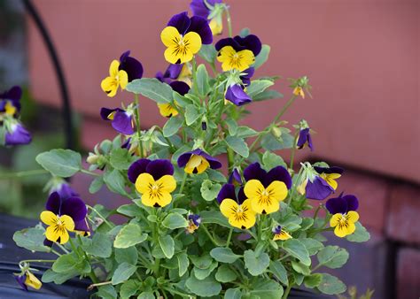 Plant Violas Now For Fall To Spring Color Mississippi State