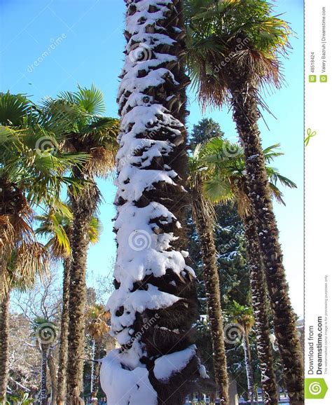 Winter Snow On Palm Tree Stock Photo Image Of Fall 48518424