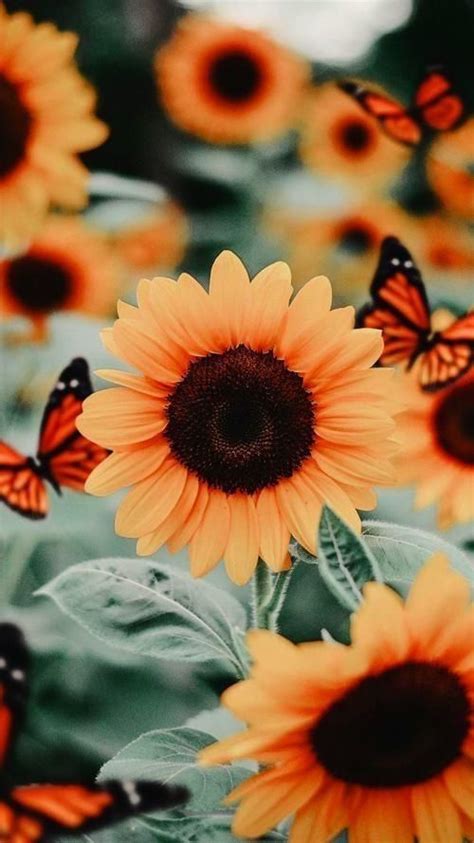 Pin By Jackie On Flower Central Sunflower Iphone Wallpaper