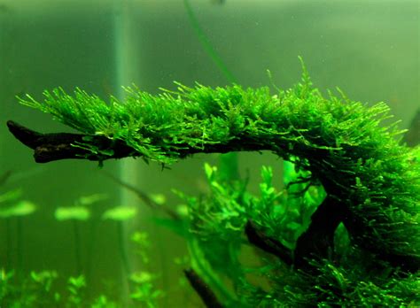 Java Moss An Ultimate Guide Uses Tank Care And How To Grow