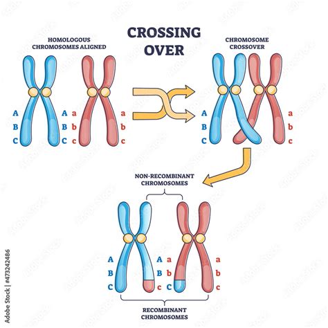 crossing over chromosomes and homologous division process outline diagram labeled educational