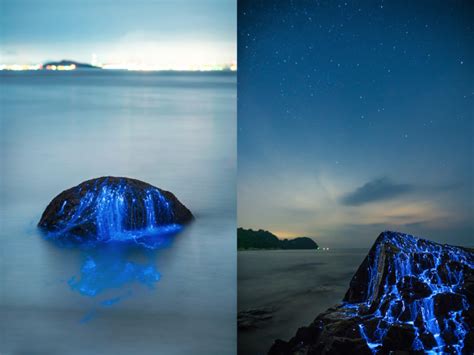 Shooting Sea Fireflies Lighting Up The Rocks On A Japanese Beach