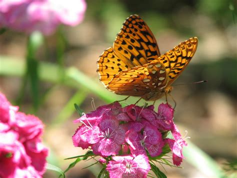 Vermont Butterfly Photos Great Spangled Cybelle And Aphrodite