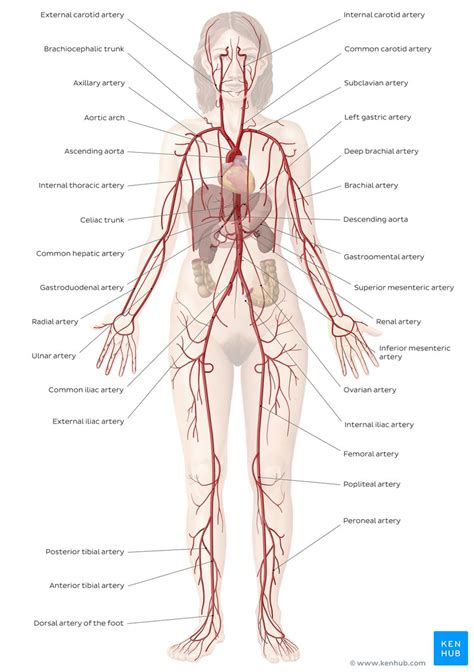 Blood from the heart travels down the aorta where it enters the kidney via the renal arteries. Cardiovascular system: Diagrams, quizzes, free worksheets ...