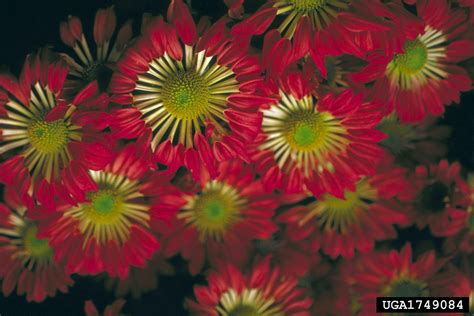 Chrysanthemum Chrysanthemum Spp Asterales Asteraceae 1749084