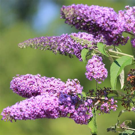 How To Transplant Butterfly Bush Ideal Time Methods And Post Care