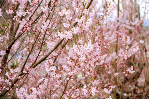 Beautiful Pink Cherry Blossoms On The Hillhanamiyama Parkfukushima