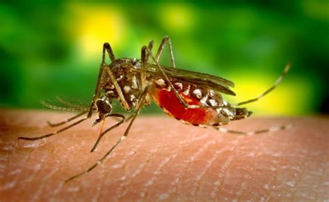 Descubren Por Qué El Virus Del Zika Se Volvió Tan Peligroso Ejutv