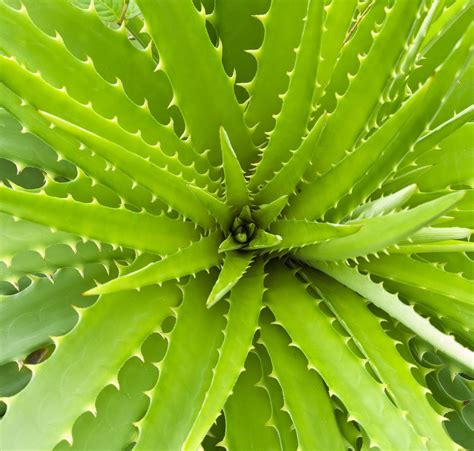 Aloe Vera A Goddess Among Plants Medicinal Foods