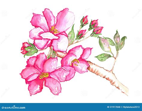 Cherry Blossoms Watercolor Illustration Stock Illustration Du Peint