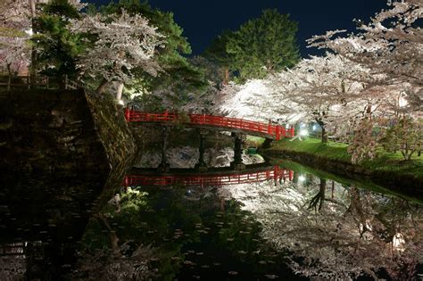Landscape Bridge Sakura Trees Beauty Beautiful River Wallpapers