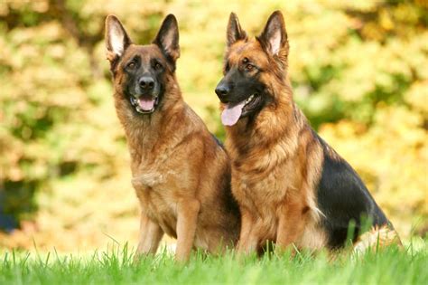 German Shepherd Dog Breed Information With Facts And Health