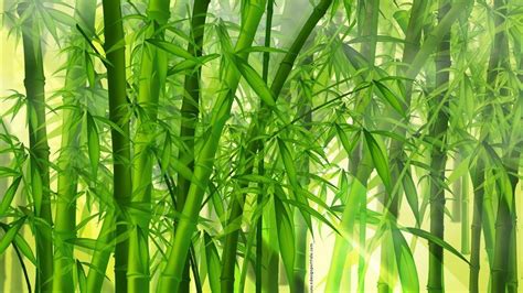 Bamboo Wallpapers Top Free Bamboo Backgrounds Wallpaperaccess