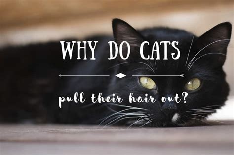 They will take blood samples, hair and skin. Why Do Cats Pull Their Hair Out - Fluffy Kitty