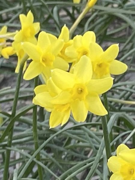 Buy Daffodil Bulbs Miniature Narcissus Sabrosa Gold Medal Winning