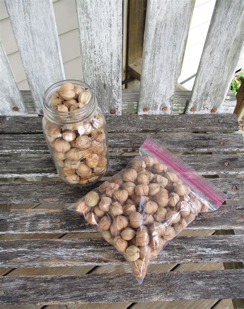 Raw Shagbark Hickory Nuts For Crafting One Quart Bag Just Etsy Crafts Fall Floral