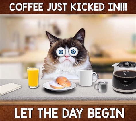 The Coffee Just Kicked In Let The Day Begin ☕️☕️☕️ Silly Cats Cute