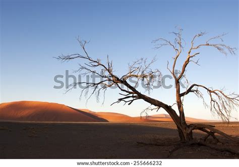 Sandy Dune Dried Dead Trees Namibian Stock Photo 255666232 Shutterstock