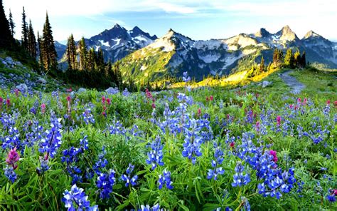 Free Download T Montagne Prairie Fleurie Wallpaper Hd Mountain Flower