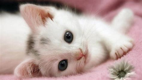 White Cat Kitten Is Lying Down On Pink Fur Cloth Hd Cute Cat Wallpapers