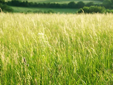 Grassy Meadow Stock Photo Image Of Bokeh Grass Meadow 10392440