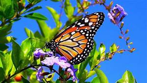 Butterfly, And, Flower, Wallpapers