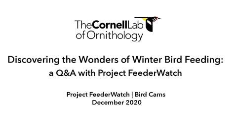 Discovering The Wonders Of Winter Birds Feeding A Live Qanda With
