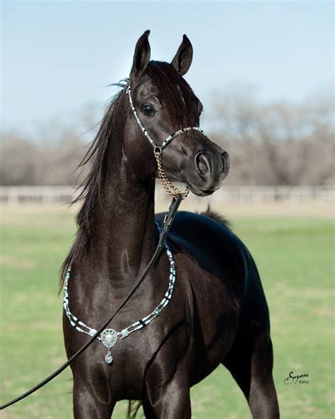 Pin By Faith Kammerdiener On Arabians Beautiful Arabian Horses Black Arabian Horse Egyptian