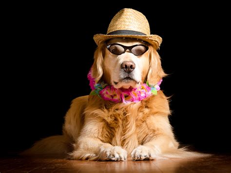 Image Golden Retriever Dogs Hat Glasses Glance Animals Black