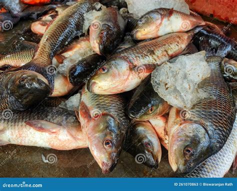 Heap Of Freshly Harvested Rohu Carp Fish From Farm Pond Stock Image