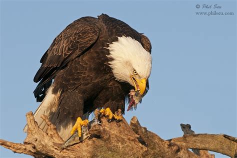 Eagles are strict carnivores, preying only on meat. Phil Seu Photography Blog: Birds of prey with prey
