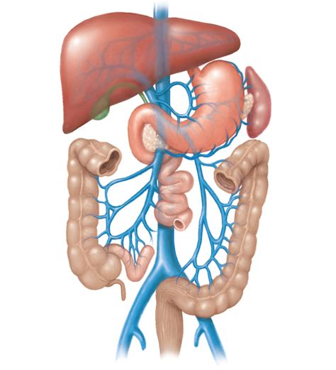 Digestive System Veins Diagram Quizlet