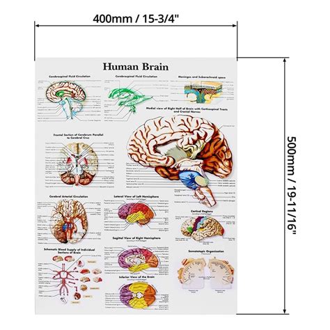 Anatomy Of The Brain Anatomical Chart Anatomy Models And Anatomical