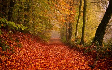 Autumn Forest Path Fondo De Pantalla Hd Fondo De Escritorio