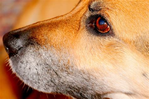 Dog Snout Domestic Free Photo On Pixabay Pixabay