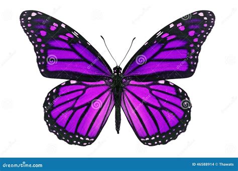 Purple Butterfly Stock Photo Image Of Botanical Beauty 46588914
