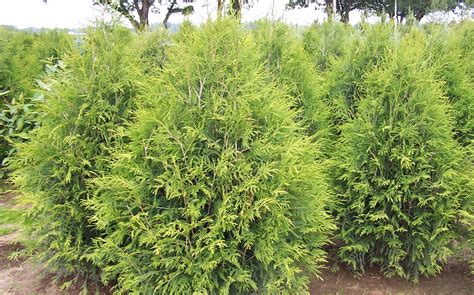 Green Giant Emerald Green Arborvitae Dying Pictures The Emerald Green
