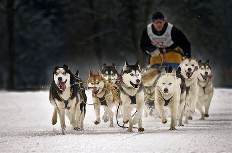 Thekongblog Sled Dogs A One Of A Kind Breed