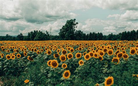 Download Wallpaper 3840x2400 Sunflowers Field Flowers
