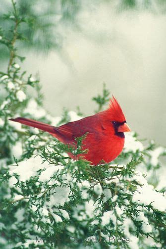 Snow Cardinal I Just Love Cardinals They Are So Cheery And Bright