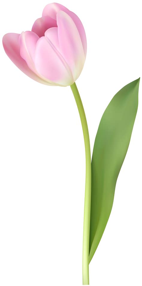 Pink Tulip Transparent Image Gallery Yopriceville High