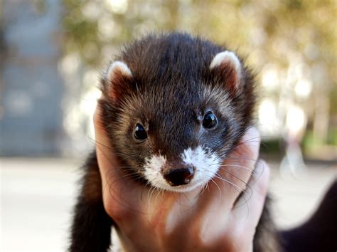 It is not recommended to have a ferret if there are young children in the house. Free Black sable ferret portrait Stock Photo - FreeImages.com