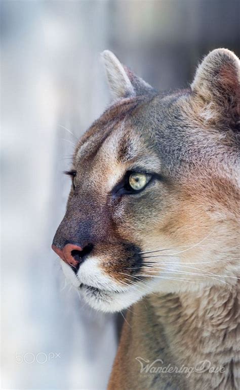 On Alert Close Up Portrait Of The Mountain Lion Animalphotography