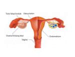 Organ Penyusun Sistem Reproduksi Wanita Dan Pria DosenBiologi Com