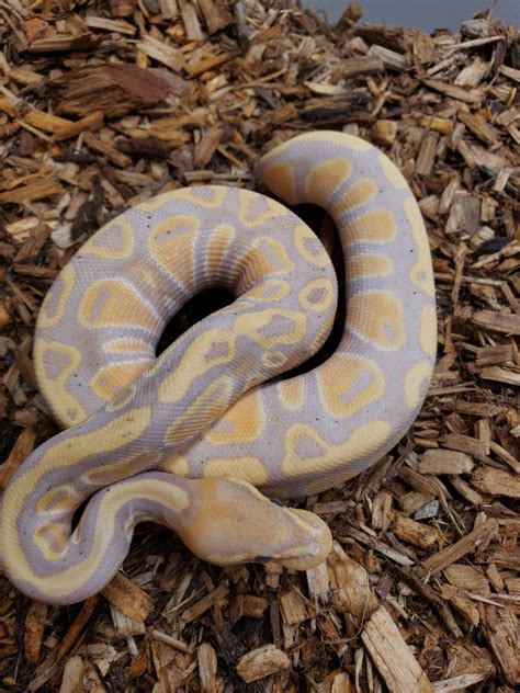 Banana Cypress Orange Dream Ball Python By Tom Harbin Reptiles Morphmarket
