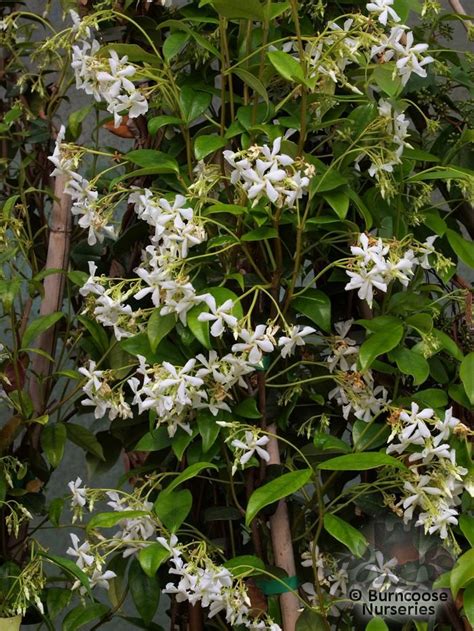 Trachelospermum Jasminoides From Burncoose Nurseries