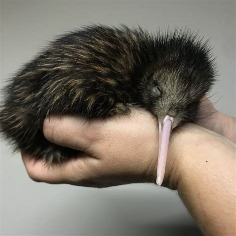 10 Fun Facts About Kiwi Birdies