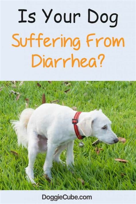 Is Your Dog Suffering From Diarrhea Doggie Cube Dog Has Diarrhea